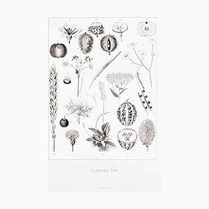 Planche 2 - Les Fleurs Animées Vol.II - Lithograph by J.J. Grandville - 1847 1847-ZCI-757158