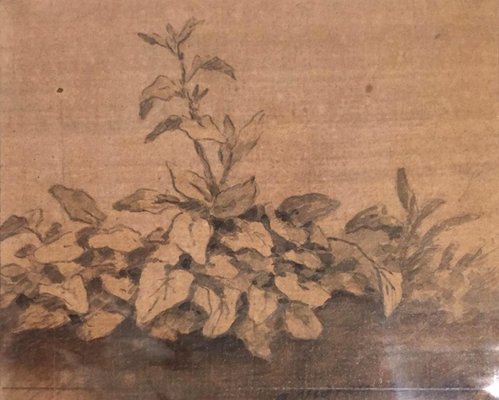 Plants - Original China Ink Drawing by Jan Pieter Verdussen - 1740 1740-ZCI-757774