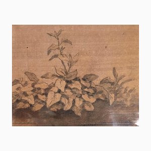 Plants - Original China Ink Drawing by Jan Pieter Verdussen - 1740 1740-ZCI-757774