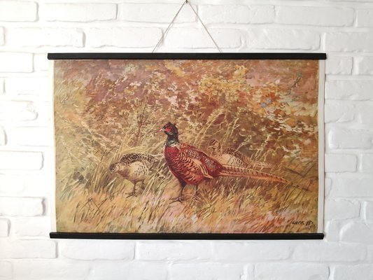 Poster of Pheasant, 1950s-ALG-1072863