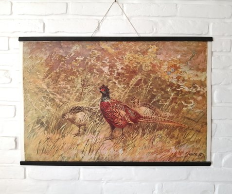 Poster of Pheasant, 1950s-ALG-1072863