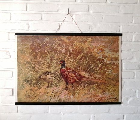 Poster of Pheasant, 1950s-ALG-1072863