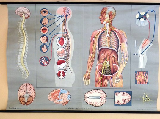 Pull-Down Anatomical Wall Chart by Hagemann, Düsseldorf, 1970s-MCB-1731837