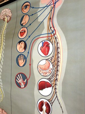 Pull-Down Anatomical Wall Chart by Hagemann, Düsseldorf, 1970s-MCB-1731837