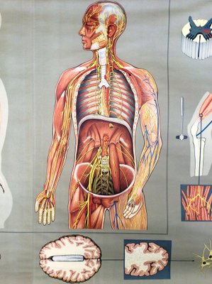 Pull-Down Anatomical Wall Chart by Hagemann, Düsseldorf, 1970s-MCB-1731837