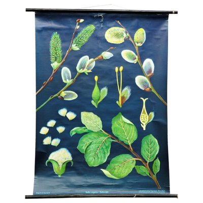 Pussy Willow Salix Caprea Wall Chart Picture Poster by Jung Koch Quentell-KJP-1149200