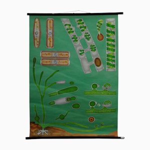 Quentell Freshwater Algae Plants Maritime Decoration by Pull-Down Wall Chart-KJP-1149394