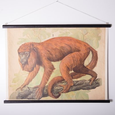 Red Hair Monkey School Poster, 1910s-IND-1419485