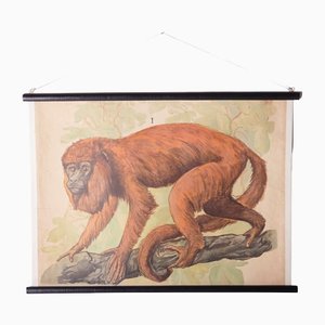 Red Hair Monkey School Poster, 1910s-IND-1419485