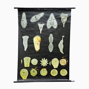 Retro Protozoa Pull-Down Wall Chart Animal Poster by Jung Koch Quentell-KJP-1149205