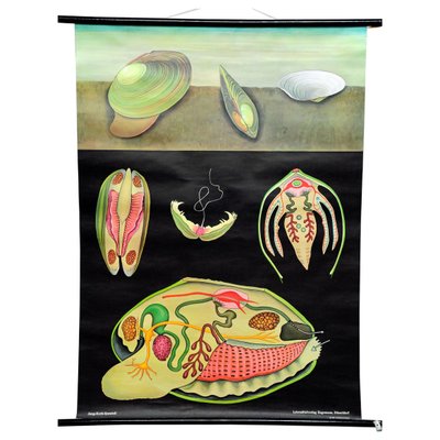 River Mussel Maritime Decorative Wall Chart Art Print by Jung Koch Quentell-KJP-1253800