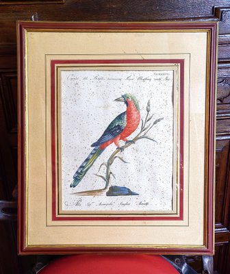 Saverio Manetti, Curucu brasiliano dal ventre rosso, 20th Century, Print, Framed-ZFY-1750314