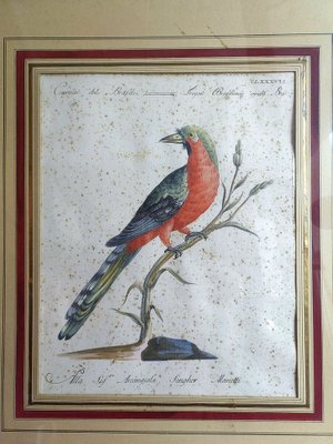 Saverio Manetti, Curucu brasiliano dal ventre rosso, 20th Century, Print, Framed-ZFY-1750314