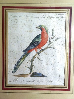 Saverio Manetti, Curucu brasiliano dal ventre rosso, 20th Century, Print, Framed-ZFY-1750314