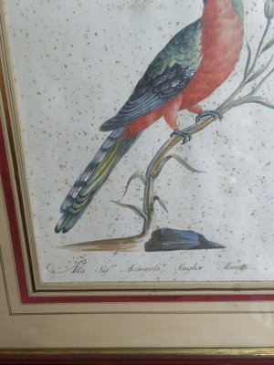 Saverio Manetti, Curucu brasiliano dal ventre rosso, 20th Century, Print, Framed-ZFY-1750314