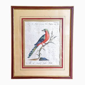 Saverio Manetti, Curucu brasiliano dal ventre rosso, 20th Century, Print, Framed-ZFY-1750314