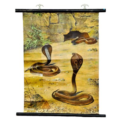 Scenery with Cobras Snake Poster Print Pull-Down Wall Chart-KJP-1149229