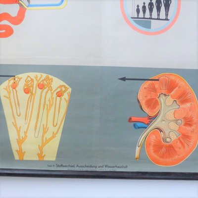 School Education Metabolism Poster from Hagemann Düsseldorf, 1950s-WK-706625