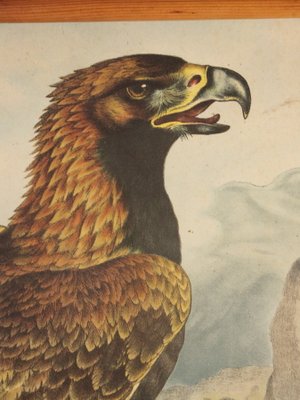 School Poster Depicting Eagle, 1900s-IND-1419496