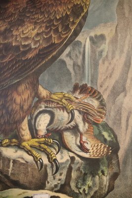 School Poster Depicting Eagle, 1900s-IND-1419496