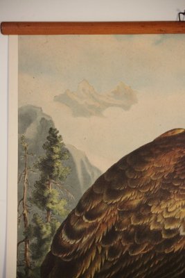 School Poster Depicting Eagle, 1900s-IND-1419496