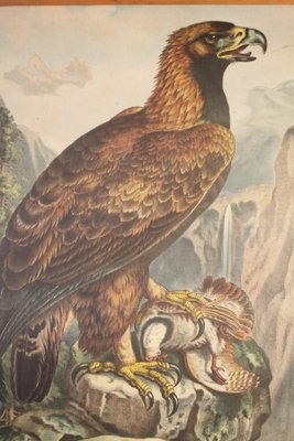 School Poster Depicting Eagle, 1900s-IND-1419496