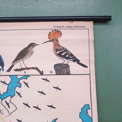 School Teaching Map of Birds from Verlag Jaeger Darmstadt, 1950s-WK-674054