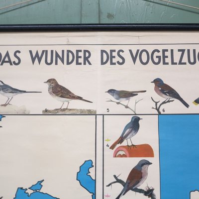 School Teaching Map of Birds from Verlag Jaeger Darmstadt, 1950s-WK-674054