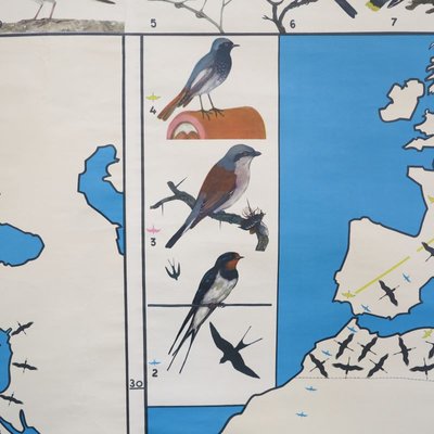 School Teaching Map of Birds from Verlag Jaeger Darmstadt, 1950s-WK-674054