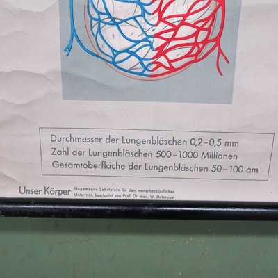 School Wall Map of the Human Body by Prof. Dr. med. W. Blotevogel for Hagemann Düsseldorf, 1950s-WK-674079