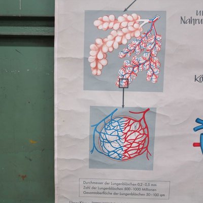 School Wall Map of the Human Body by Prof. Dr. med. W. Blotevogel for Hagemann Düsseldorf, 1950s-WK-674079