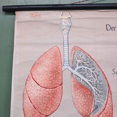 School Wall Map of the Human Body by Prof. Dr. med. W. Blotevogel for Hagemann Düsseldorf, 1950s-WK-674079