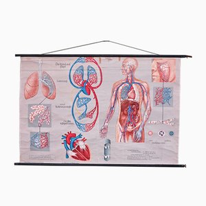 School Wall Map of the Human Body by Prof. Dr. med. W. Blotevogel for Hagemann Düsseldorf, 1950s-WK-674079