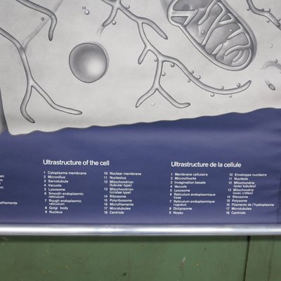 School Wall Map on Human Cells from Klett Verlag Stuttgart, 1976-WK-674158