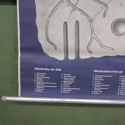 School Wall Map on Human Cells from Klett Verlag Stuttgart, 1976-WK-674158