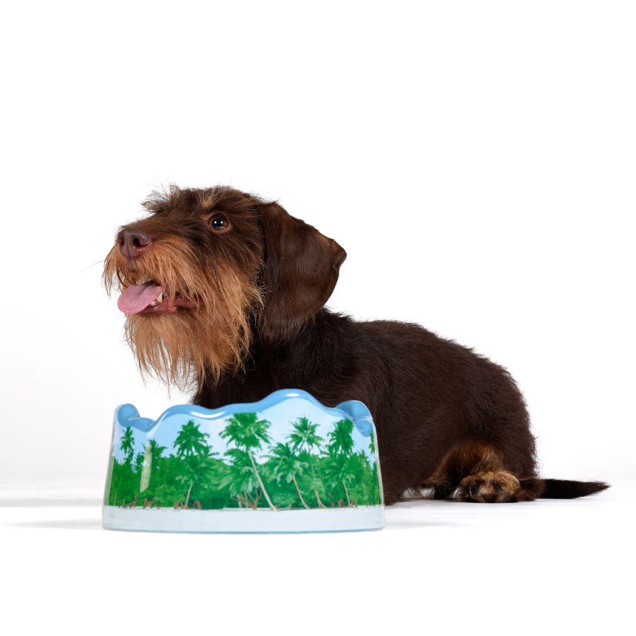 Ceramic Pet Bowl PETS (R)EVOLUTION Maldives by Seletti