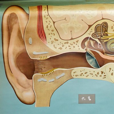 Sense of Hearing and Balance Equilibrum Wall Chart Medical Poster-KJP-1169117