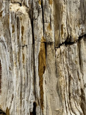 Side Table in Petrified Wood-ZMG-1793874