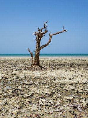 Still Alive, Zanzibar Photograph by Pierre Lesage-KHH-595676