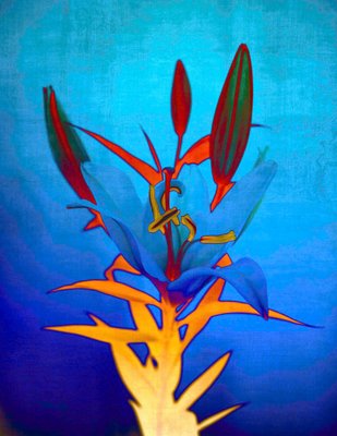 Sumit Mehndiratta, Blue Flame Lily, 2023, Archival Pigment Print on Canvas-CHG-2037290