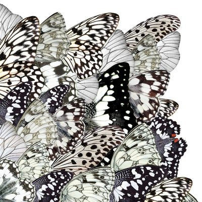 Sumit Mehndiratta, Monochromatic Metamorphosis, 2023, Archival Pigment Print on Canvas-CHG-2031078