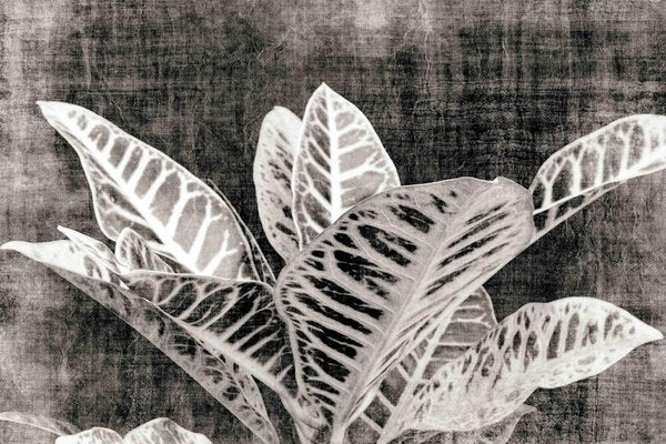 Sumit Mehndiratta, Vintage Croton, 2021, Archival Ink Print on Canvas-CHG-1333027