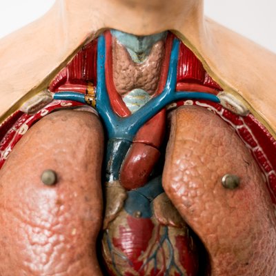 Teaching Anatomical Bust-NZV-1361932