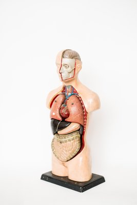 Teaching Anatomical Bust-NZV-1361932