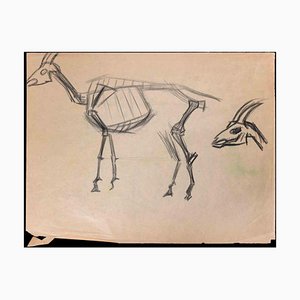 The Goat Skeleton, Original Drawing, Early 20th-Century-ZCI-1326676