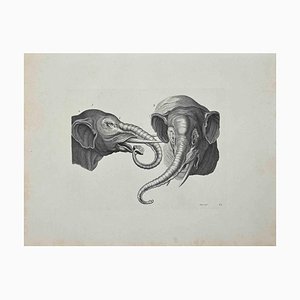 Thomas Holloway, Elephants, Original Etching, 1810-ZCI-1379307