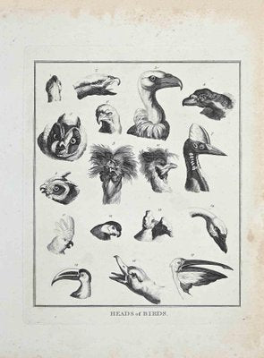 Thomas Holloway, Heads of Birds, Original Etching, 1810-ZCI-1379306