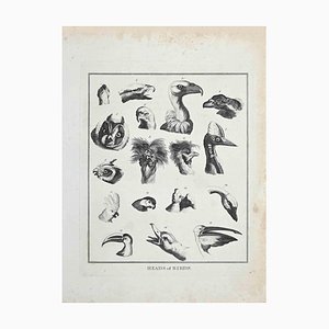 Thomas Holloway, Heads of Birds, Original Etching, 1810-ZCI-1379306