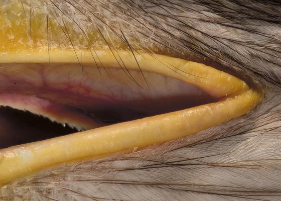 Tim Platt, Bald Eagle #3, 2013, Archival Pigment Print-OBQ-1821501