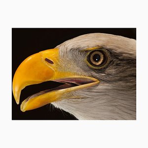 Tim Platt, Bald Eagle #3, 2013, Archival Pigment Print-OBQ-1821501